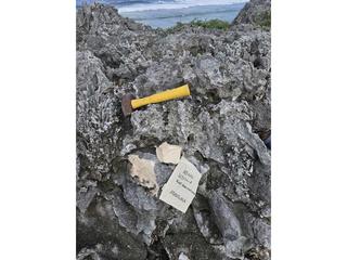 HS114A fossilized coral specimen photo