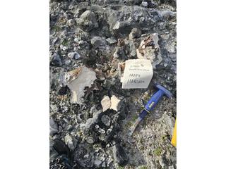 HS114B fossilized coral specimen photo