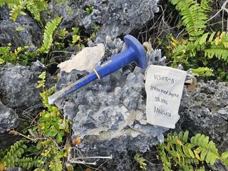 HS115D fossilized coral specimen photo