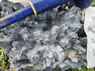 HS115D fossilized coral specimen photo