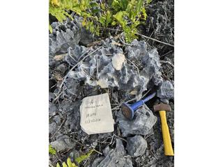 HS115C fossilized coral specimen photo