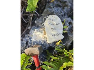 HS115E fossilized coral specimen photo