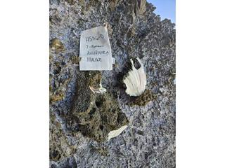 HS116D fossilized coral specimen photo