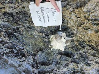 HS116E fossilized coral specimen photo