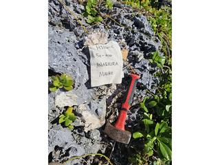 HS116C fossilized coral specimen photo