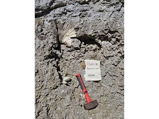 HS117B fossilized coral specimen photo