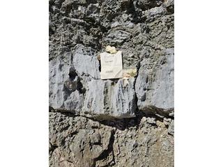 HS117A fossilized coral specimen photo