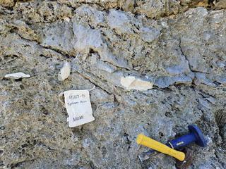 HS117D fossilized coral specimen photo