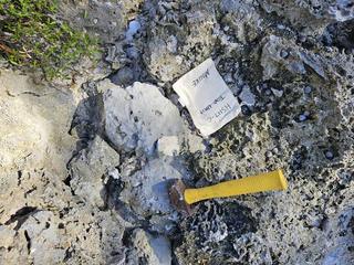 HS117C fossilized coral specimen photo