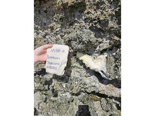 HS118A fossilized coral specimen photo