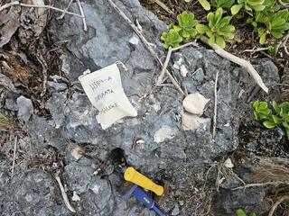 HS119A fossilized coral specimen photo