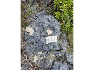 HS119B fossilized coral specimen photo