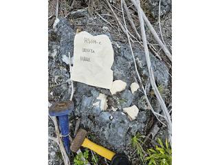 HS119C fossilized coral specimen photo
