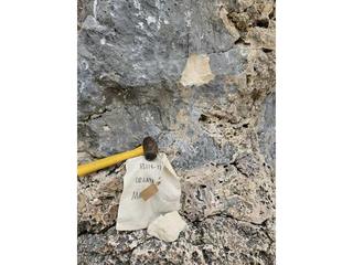 HS119D fossilized coral specimen photo
