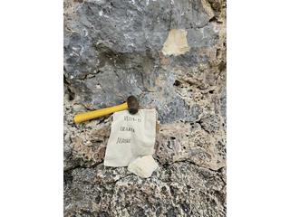 HS119D fossilized coral specimen photo