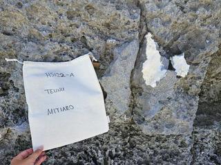 HS122A fossilized coral specimen photo
