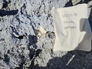 HS122B fossilized coral specimen photo