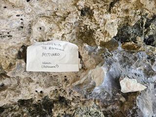 HS123D fossilized coral specimen photo