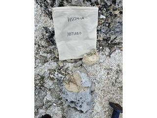 HS124A fossilized coral specimen photo