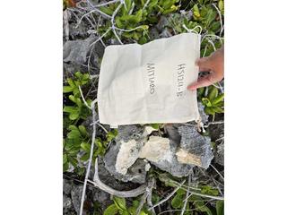 HS124B fossilized coral specimen photo