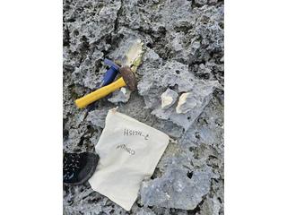 HS124C fossilized coral specimen photo