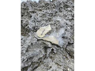 HS124D fossilized coral specimen photo