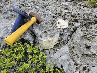 HS124E fossilized coral specimen photo