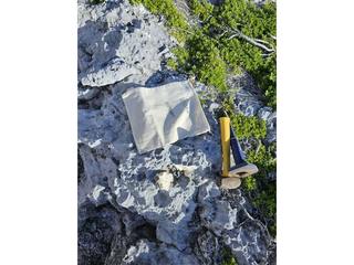 HS125A fossilized coral specimen photo