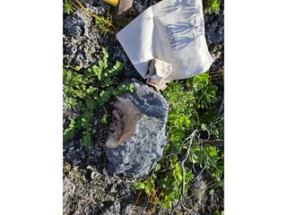 HS125B fossilized coral specimen photo