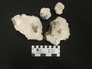 HS101A fossilized coral specimen photo
