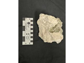 HS101B fossilized coral specimen photo