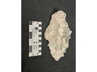 HS101C fossilized coral specimen photo