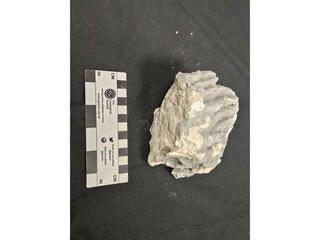 HS101D fossilized coral specimen photo