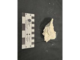 HS101E fossilized coral specimen photo
