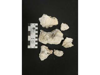 HS101F fossilized coral specimen photo