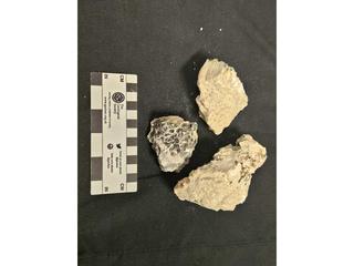 HS101G fossilized coral specimen photo