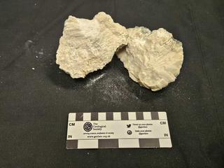 HS102A fossilized coral specimen photo