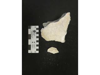 HS102C fossilized coral specimen photo