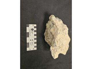 HS103B fossilized coral specimen photo