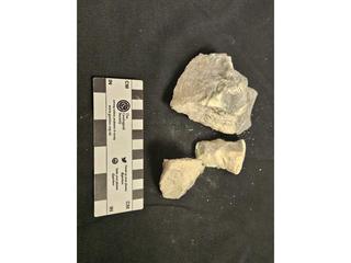 HS103C fossilized coral specimen photo