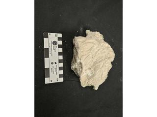 HS103D fossilized coral specimen photo