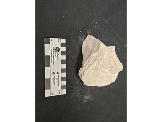 HS104B fossilized coral specimen photo
