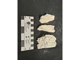 HS104C fossilized coral specimen photo