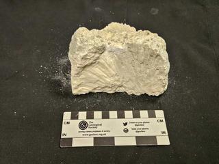 HS104D fossilized coral specimen photo