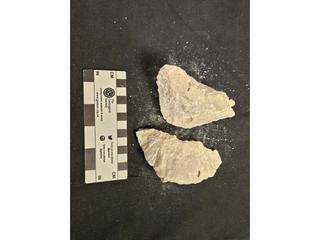 HS104F fossilized coral specimen photo
