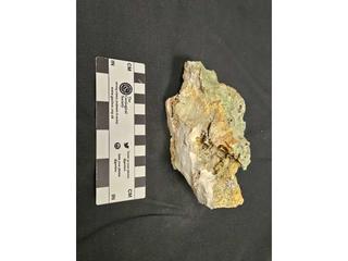 HS105-CANYON fossilized coral specimen photo