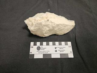 HS106A fossilized coral specimen photo