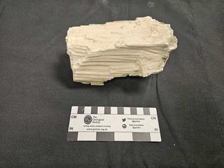 HS106B fossilized coral specimen photo