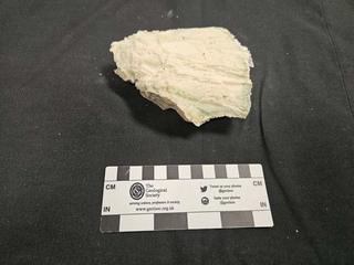 HS106C fossilized coral specimen photo