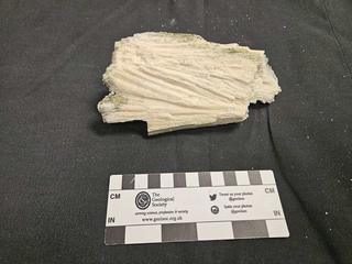 HS106D fossilized coral specimen photo